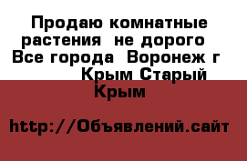 Продаю комнатные растения  не дорого - Все города, Воронеж г.  »    . Крым,Старый Крым